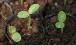 Pacciamatura: tecniche e materiali da conoscere