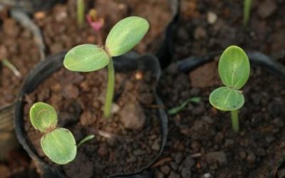 Pacciamatura: tecniche e materiali da conoscere