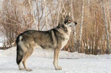 Scopriamo il cane lupo di Saarloos, una razza da pastore ideale anche come cane di compagnia