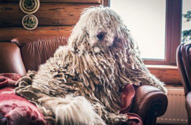 Komondor: aspetto, carattere ed educazione