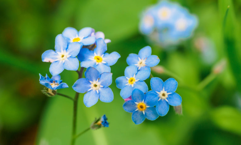 Myosotis