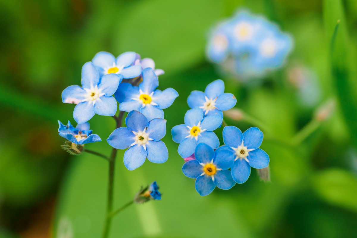 Non ti scordar di me: coltivazione e cura del Myosotis