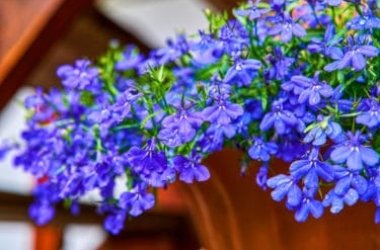 Lobelia: un genere di piante molto amate per il loro potenziale decorativo