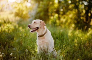 Staffordshire Bull Terrier: aspetto, cura e carattere