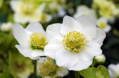 Elleboro, il fiore noto anche come “Rosa di Natale”