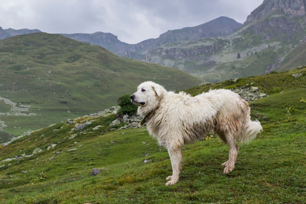 Chien de montagne des Pyrénées caractère, éducation et apparence