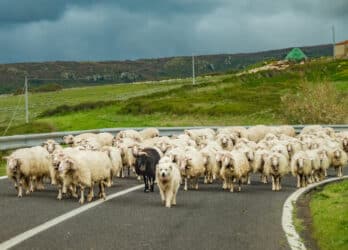 Dogo sardo: carattere, specificità e cose da sapere