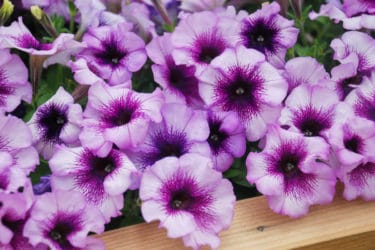 Petunia: come coltivarla e curare i suoi splendidi fiori?