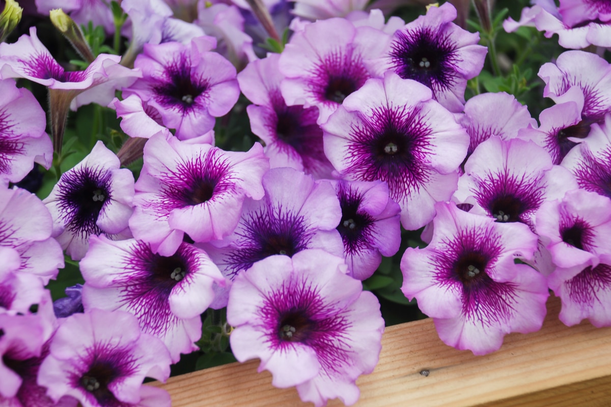 Petunia caratteristiche della pianta e guida alla coltivazione