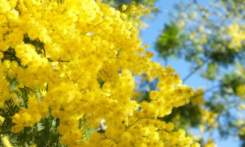 come piantare la mimosa in vaso