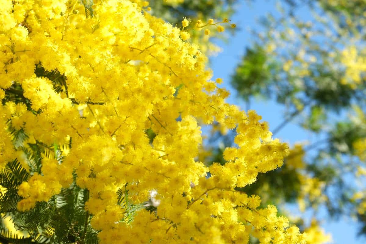 Mimosa varietà, consigli per coltivazione, potatura e fioritura Mimosa varietà, consigli per coltivazione, potatura e fioritura