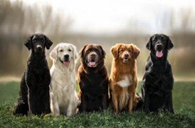 Scopriamo le razze di cani secondo le classificazioni, quelle più belle e più interessanti