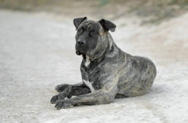 Tutto sul dogo canario: temperamento e caratteristiche peculiari di questa razza di cani