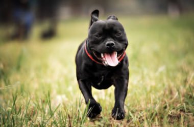 Staffordshire Bull Terrier: aspetto, cura e carattere