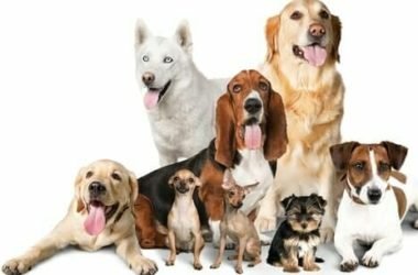 Scopriamo le razze di cani secondo le classificazioni, quelle più belle e più interessanti