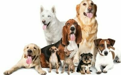 Scopriamo le razze di cani secondo le classificazioni, quelle più belle e più interessanti