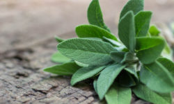 Come utilizzare la salvia in cosmetica: 4 ricette interessanti
