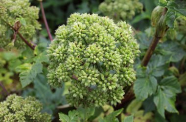 Angelica: proprietà benefici e utilizzi