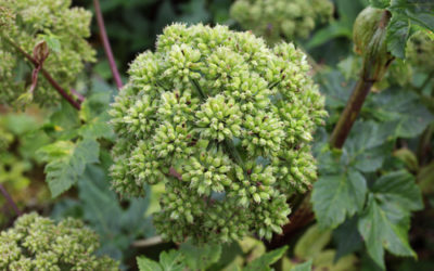 Angelica: proprietà benefici e utilizzi