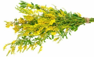 Scopriamo tutte le proprietà antinfiammatorie ed i benefici del meliloto