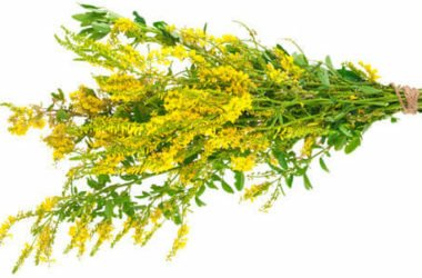 Meliloto: proprietà antinfiammatorie e benefici