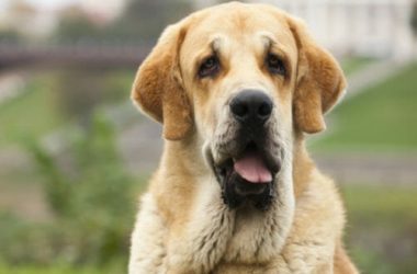 Guida al mastino spagnolo, uno dei molossoidi più imponenti e longevi
