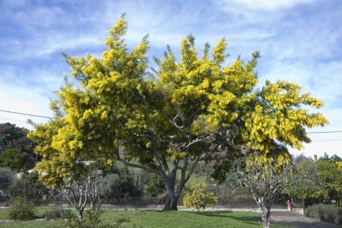 albero pianta mimosa