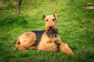 Airedale terrier: caratteristiche e specificità del “Re dei terrier”