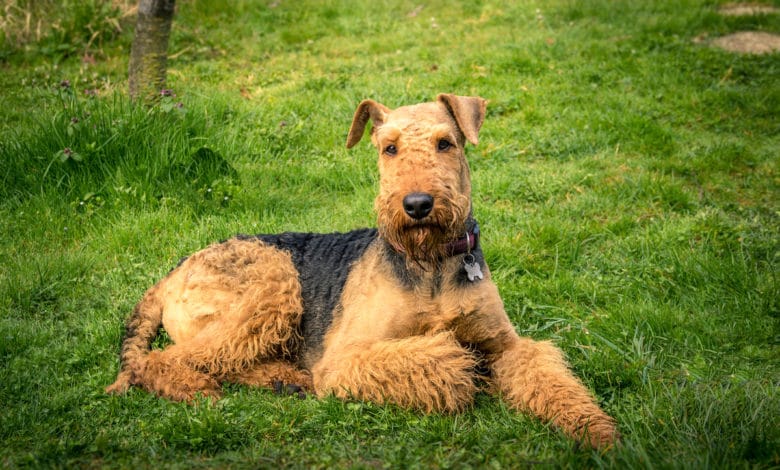 airedale terrier