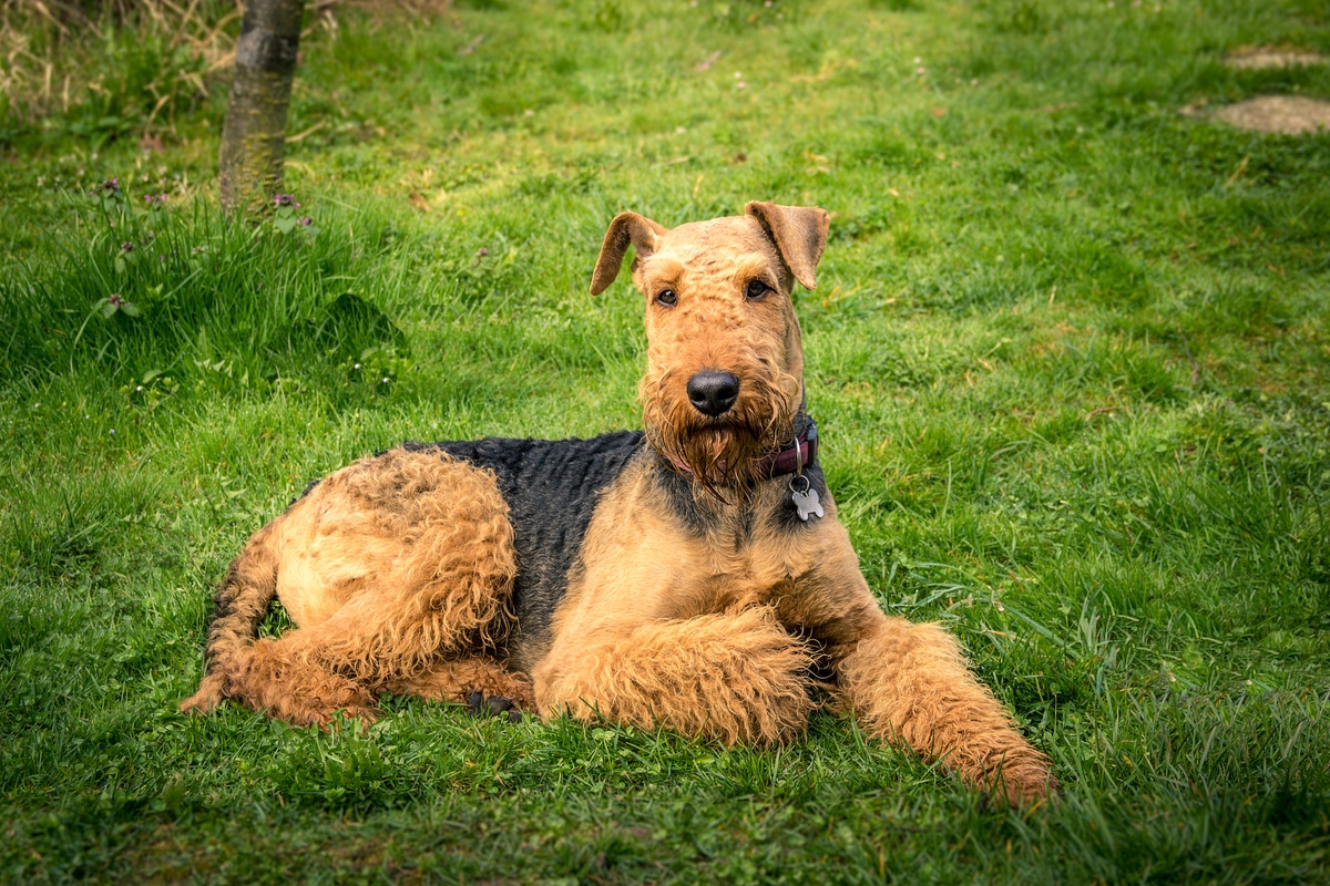 Airedale terrier caratteristiche e prezzo di questa razza di cani