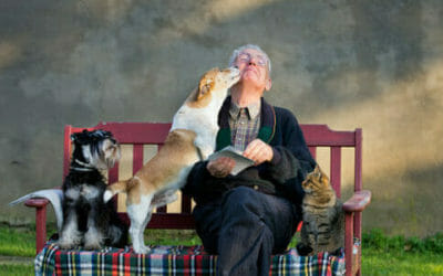 Cani da compagnia: razze, caratteristiche, educazione
