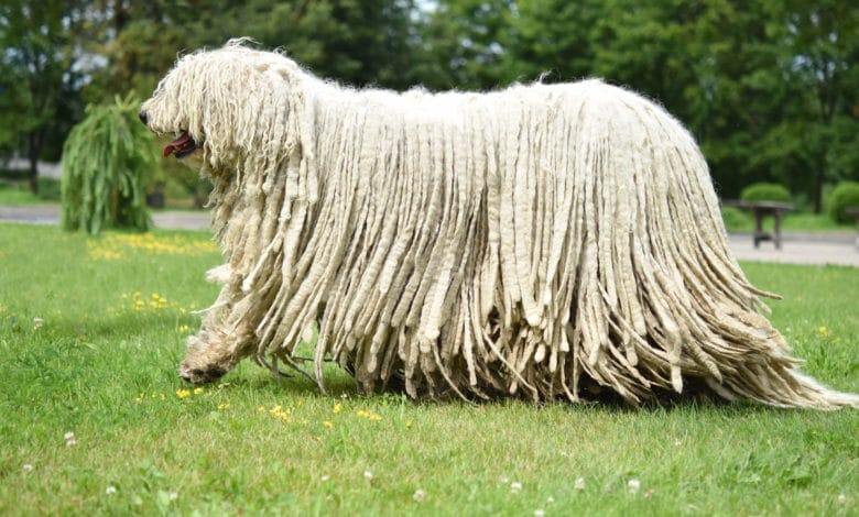 komondor