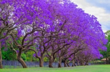 La magia della Jacaranda, uno degli alberi più decorativi che si possano immaginare