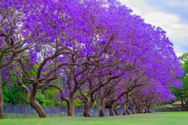 La magia della Jacaranda, uno degli alberi più decorativi che si possano immaginare