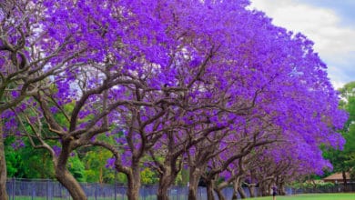 jacaranda albero