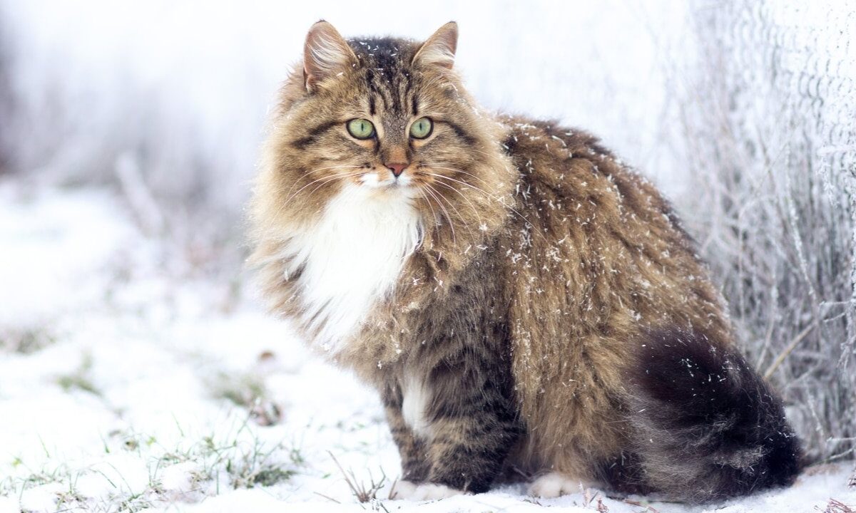 gatto siberiano