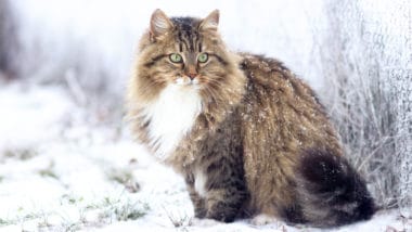 Quello che c’è da sapere sul gatto siberiano, il gatto venuto dal freddo