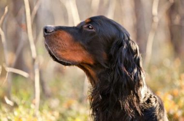 Setter Gordon: un cane agile, docile e obbediente come pochi