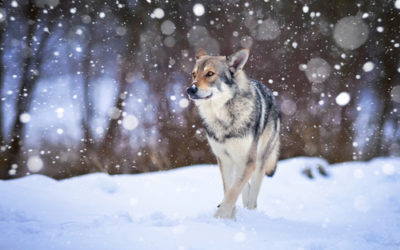 Scopriamo il cane lupo di Saarloos, una razza da pastore ideale anche come cane di compagnia