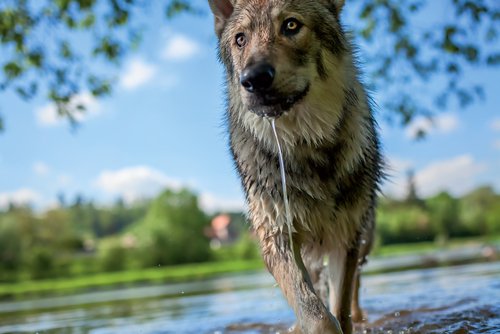 cane lupo di saarloos