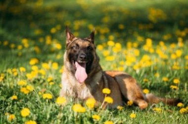 Tutto sul pastore belga, un cane da pastore attivo e affettuoso