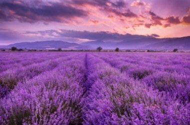 Piante profumate: consigli pratici ed indicazioni