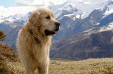 Quello che c’è da sapere sul cane da montagna dei Pirenei