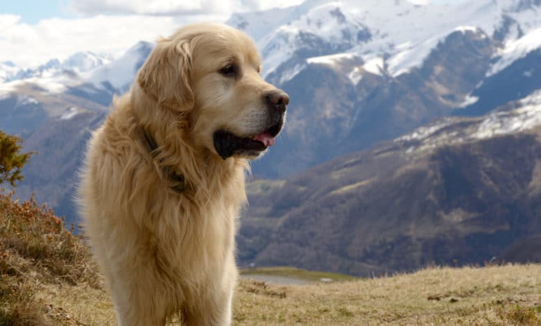 cane da montagna dei Pirenei
