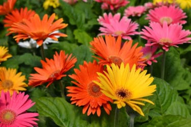 La Gerbera è molto apprezzata per i suoi fiori colorati ed eleganti