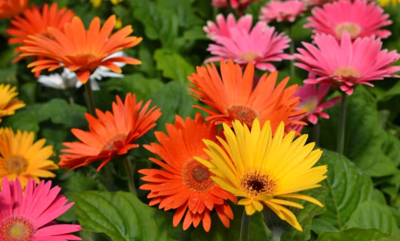 gerbera