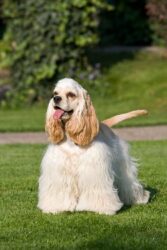 Tutto sul cocker americano, un tenerissimo cane da compagnia