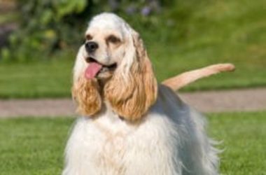 Tutto sul cocker americano, un tenerissimo cane da compagnia