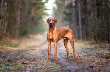Il Rhodesian Ridgeback, un cane forte, orgoglioso e fiero