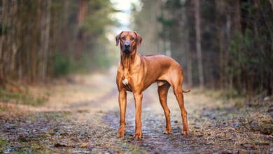 rhodesian ridgeback